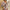 Novas mulheres do verão vestidos elegantes sexy v pescoço lace-up floral impresso